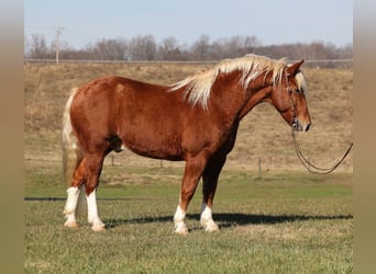 caballo de tiro, Caballo castrado, 10 años, 160 cm, Alazán rojizo