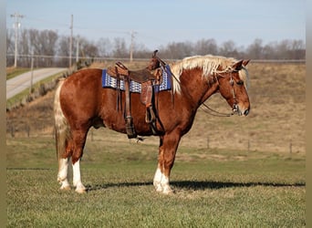 caballo de tiro, Caballo castrado, 10 años, 160 cm, Alazán rojizo