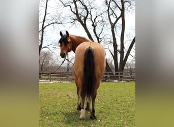 caballo de tiro, Caballo castrado, 10 años, 160 cm, Bayo