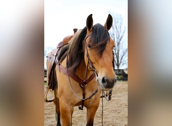 caballo de tiro, Caballo castrado, 10 años, 160 cm, Bayo