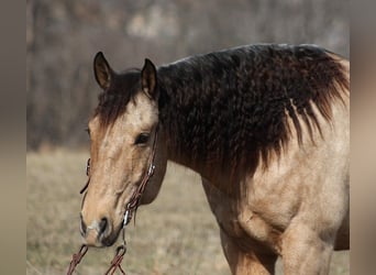 caballo de tiro, Caballo castrado, 10 años, 160 cm, Buckskin/Bayo