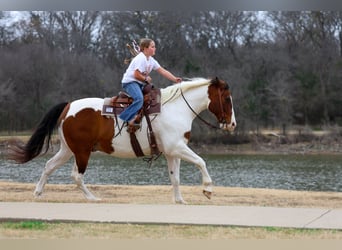 caballo de tiro Mestizo, Caballo castrado, 10 años, 160 cm, Pío