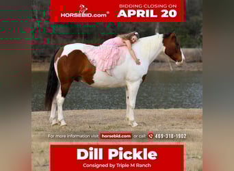 caballo de tiro Mestizo, Caballo castrado, 10 años, 160 cm, Pío