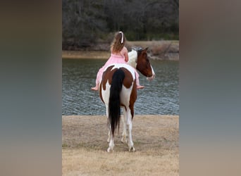caballo de tiro Mestizo, Caballo castrado, 10 años, 160 cm, Pío