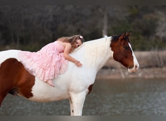 caballo de tiro Mestizo, Caballo castrado, 10 años, 160 cm, Pío