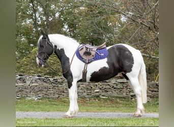 caballo de tiro, Caballo castrado, 10 años, 160 cm, Tobiano-todas las-capas