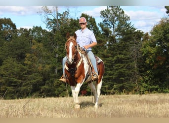 caballo de tiro, Caballo castrado, 10 años, 163 cm, Alazán-tostado