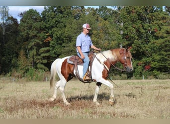 caballo de tiro, Caballo castrado, 10 años, 163 cm, Alazán-tostado