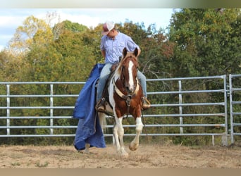 caballo de tiro, Caballo castrado, 10 años, 163 cm, Alazán-tostado