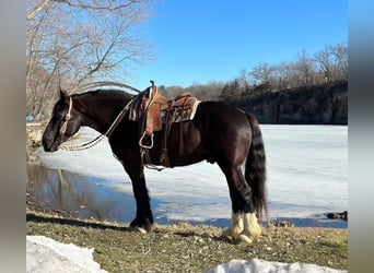 caballo de tiro, Caballo castrado, 10 años, 163 cm, Negro