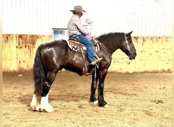 caballo de tiro, Caballo castrado, 10 años, 163 cm, Negro