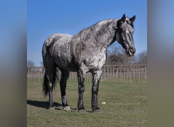 caballo de tiro Mestizo, Caballo castrado, 10 años, 163 cm, Ruano azulado