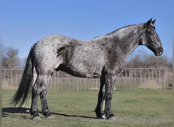 caballo de tiro Mestizo, Caballo castrado, 10 años, 163 cm, Ruano azulado