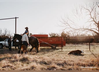 caballo de tiro, Caballo castrado, 10 años, 163 cm, Ruano azulado