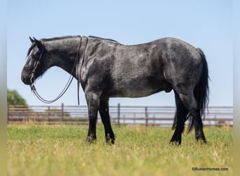 caballo de tiro, Caballo castrado, 10 años, 163 cm, Ruano azulado