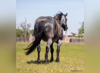 caballo de tiro, Caballo castrado, 10 años, 163 cm, Ruano azulado