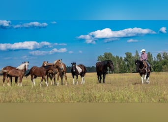 caballo de tiro, Caballo castrado, 10 años, 163 cm, Tobiano-todas las-capas