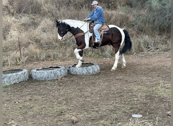 caballo de tiro, Caballo castrado, 10 años, 163 cm, Tobiano-todas las-capas
