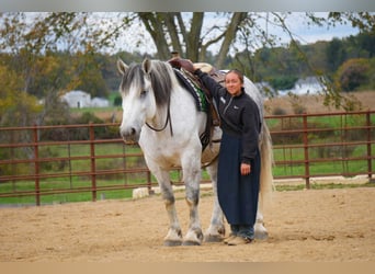 caballo de tiro Mestizo, Caballo castrado, 10 años, 163 cm, Tordo