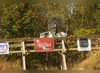 caballo de tiro Mestizo, Caballo castrado, 10 años, 163 cm, Tordo