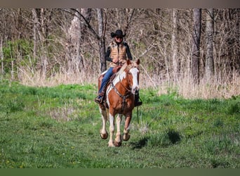 caballo de tiro, Caballo castrado, 10 años, 165 cm, Alazán-tostado