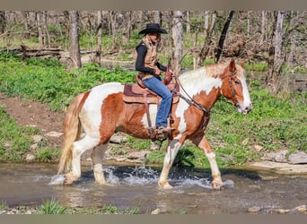 caballo de tiro, Caballo castrado, 10 años, 165 cm, Alazán-tostado