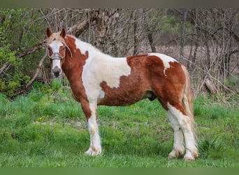 caballo de tiro, Caballo castrado, 10 años, 165 cm, Alazán-tostado