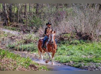 caballo de tiro, Caballo castrado, 10 años, 165 cm, Alazán-tostado