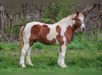 caballo de tiro, Caballo castrado, 10 años, 165 cm, Alazán-tostado