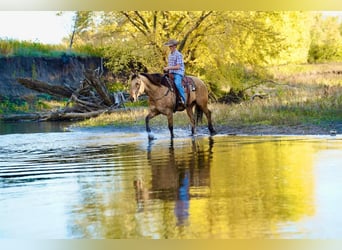caballo de tiro Mestizo, Caballo castrado, 10 años, 165 cm, Buckskin/Bayo