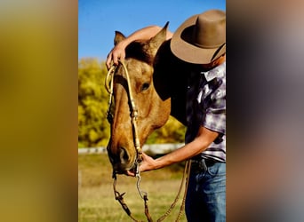caballo de tiro Mestizo, Caballo castrado, 10 años, 165 cm, Buckskin/Bayo