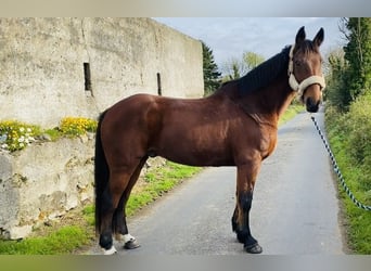 caballo de tiro, Caballo castrado, 10 años, 167 cm, Castaño