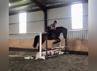 caballo de tiro, Caballo castrado, 10 años, 167 cm, Castaño