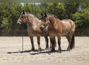 caballo de tiro, Caballo castrado, 10 años, 173 cm, Castaño-ruano