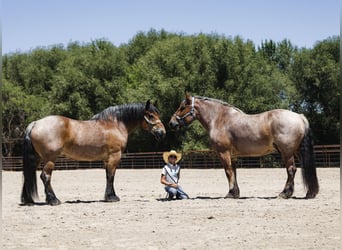 caballo de tiro, Caballo castrado, 10 años, 173 cm, Castaño-ruano