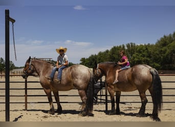 caballo de tiro, Caballo castrado, 10 años, 173 cm, Castaño-ruano