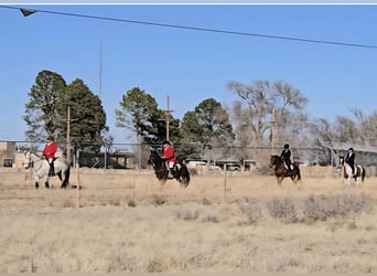 caballo de tiro Mestizo, Caballo castrado, 10 años, 173 cm, Tordo rodado