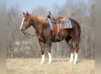 caballo de tiro, Caballo castrado, 10 años, Alazán-tostado