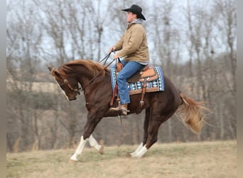 caballo de tiro, Caballo castrado, 10 años, Alazán-tostado