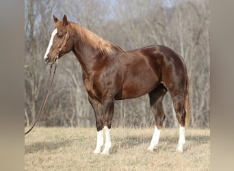 caballo de tiro, Caballo castrado, 10 años, Alazán-tostado