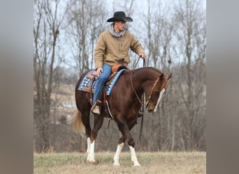 caballo de tiro, Caballo castrado, 10 años, Alazán-tostado