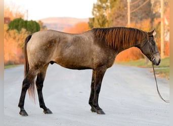 caballo de tiro Mestizo, Caballo castrado, 10 años, Buckskin/Bayo