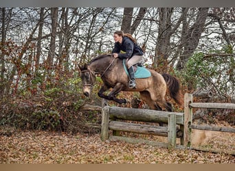 caballo de tiro Mestizo, Caballo castrado, 10 años, Buckskin/Bayo