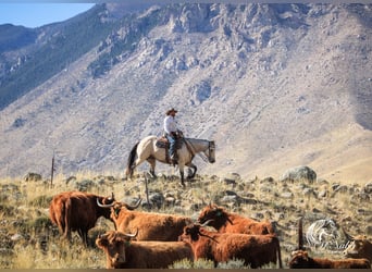 caballo de tiro Mestizo, Caballo castrado, 10 años, Buckskin/Bayo