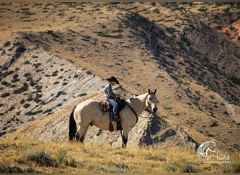 caballo de tiro Mestizo, Caballo castrado, 10 años, Buckskin/Bayo