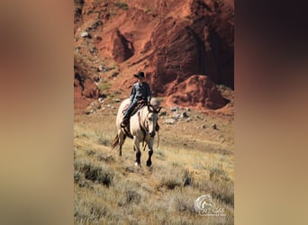 caballo de tiro Mestizo, Caballo castrado, 10 años, Buckskin/Bayo