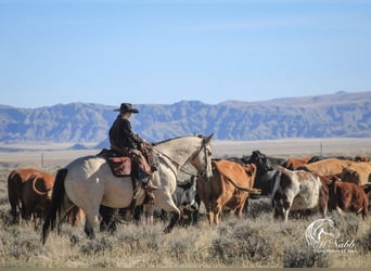 caballo de tiro Mestizo, Caballo castrado, 10 años, Buckskin/Bayo