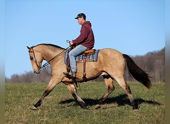 caballo de tiro, Caballo castrado, 10 años, Buckskin/Bayo