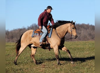 caballo de tiro, Caballo castrado, 10 años, Buckskin/Bayo