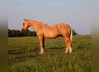 caballo de tiro Mestizo, Caballo castrado, 11 años, 152 cm, Palomino